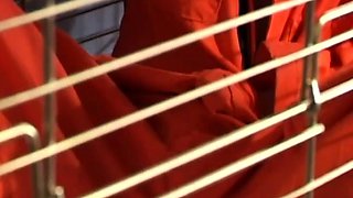 POV Handjob Blowjob cumshot compilation