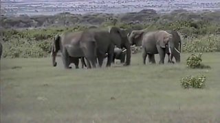 Selen - Queen Of The Elephants 1 (4)