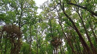 Mountain God Did Mangal in the Jungle