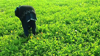 Abida Parveen Gets Fucked Hard in Khet, Then Stopped When Someone Comes