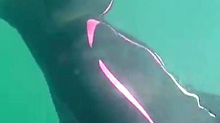 Diving in My Shiny Two-piece Wetsuit