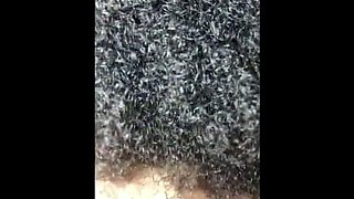 Lucky Guy Gets a Blowjob from a Black Amateur and Swallows C