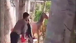 Uber-cute Indian Lady Bumpers Throating and Screwing