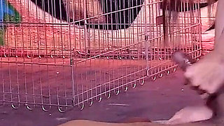 Leyla Morgan loves big big black cocks and since someone is nearby she treats herself to him right away