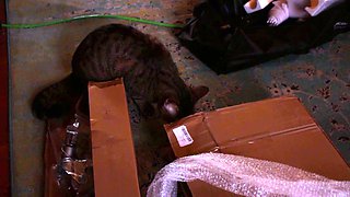 Amateur Teen Toying Fingering At Home