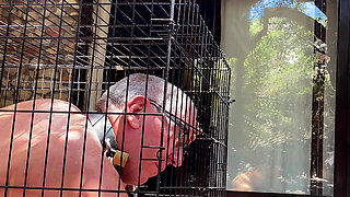 Caged - The chronicles of a life at her feet