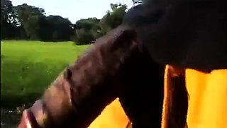 Big Black Cocks Outdoors