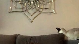 Chubby Brunette Big Boobs Dildo Masturbation