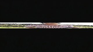 Stick It Where The Sun Don-t Shine- Interviews QTGMC